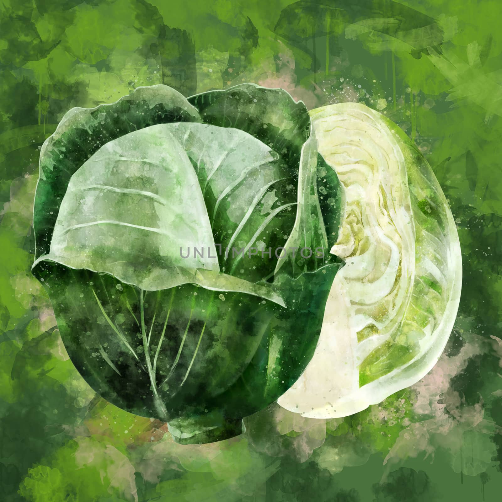 Cabbage on green background. Watercolor illustration by ConceptCafe