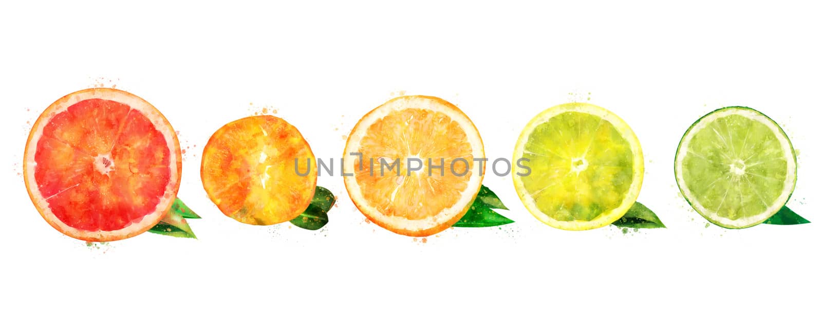 Lemon orange citrus mandarin grapefruit and lime on a background.