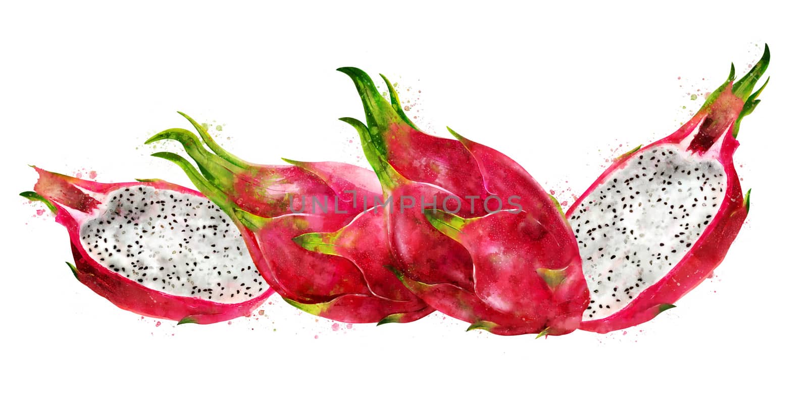 Dragon Fruit on white background. Watercolor illustration by ConceptCafe