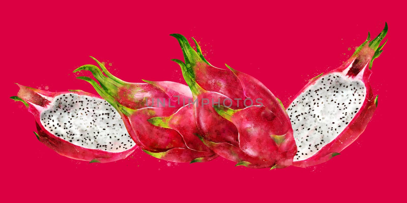 Dragon Fruit, hand-painted illustration on a red background