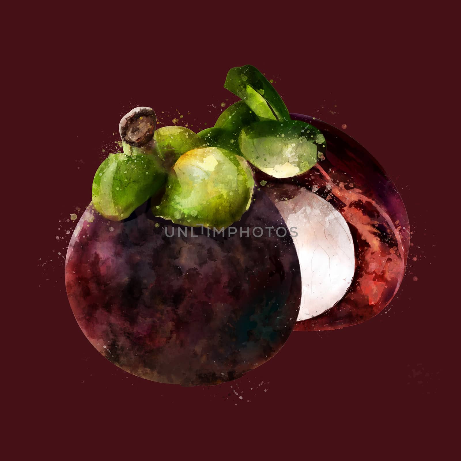 Mangosteen on dark background. Watercolor illustration by ConceptCafe