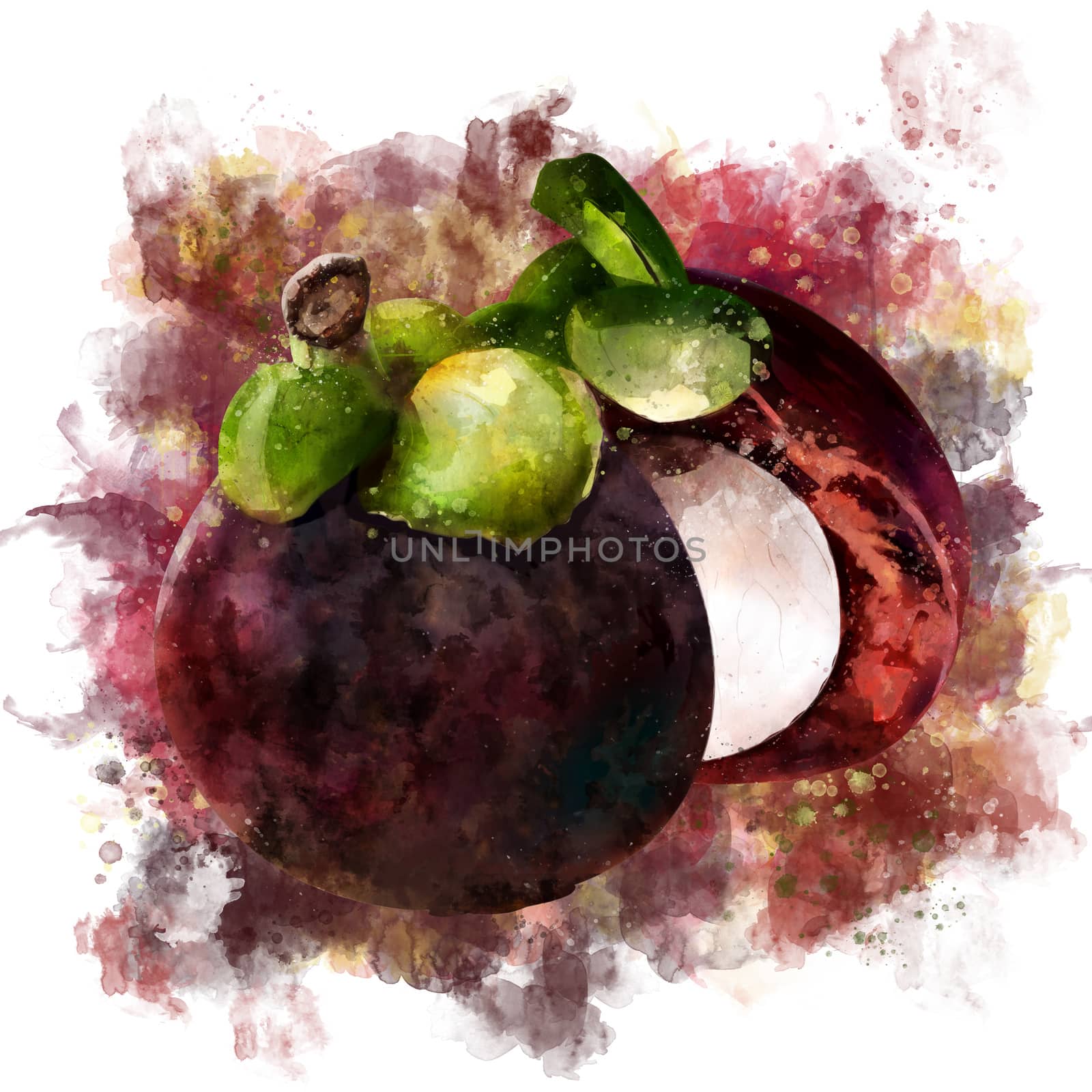 Mangosteen on white background. Watercolor illustration by ConceptCafe