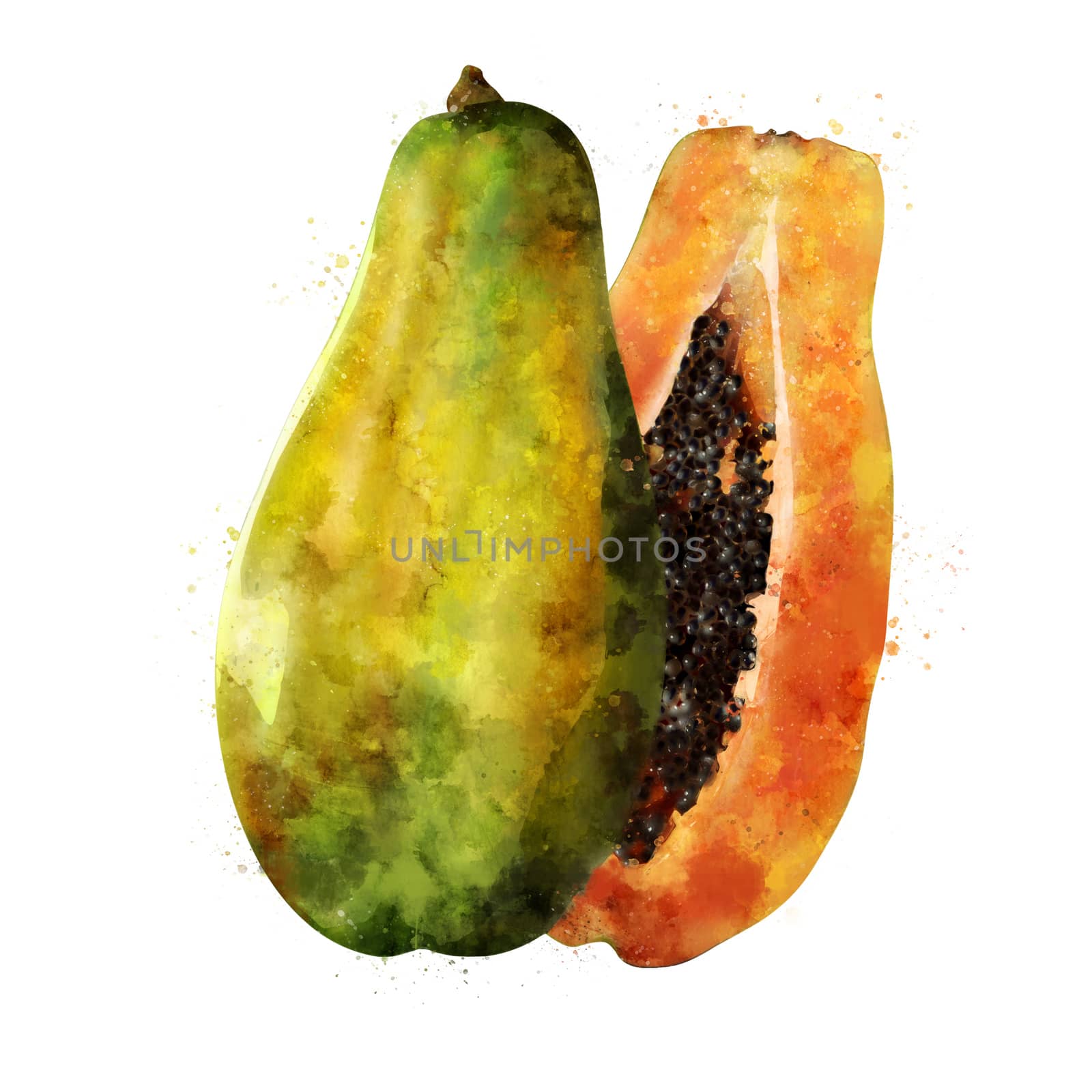 Papaya, isolated hand-painted illustration on white background