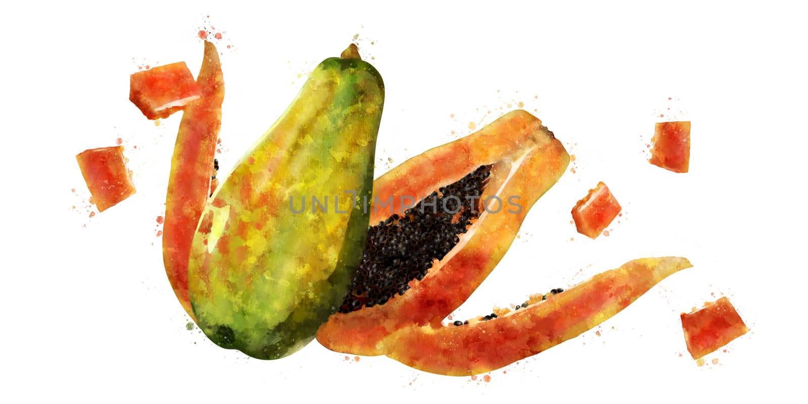 Papaya, isolated hand-painted illustration on white background