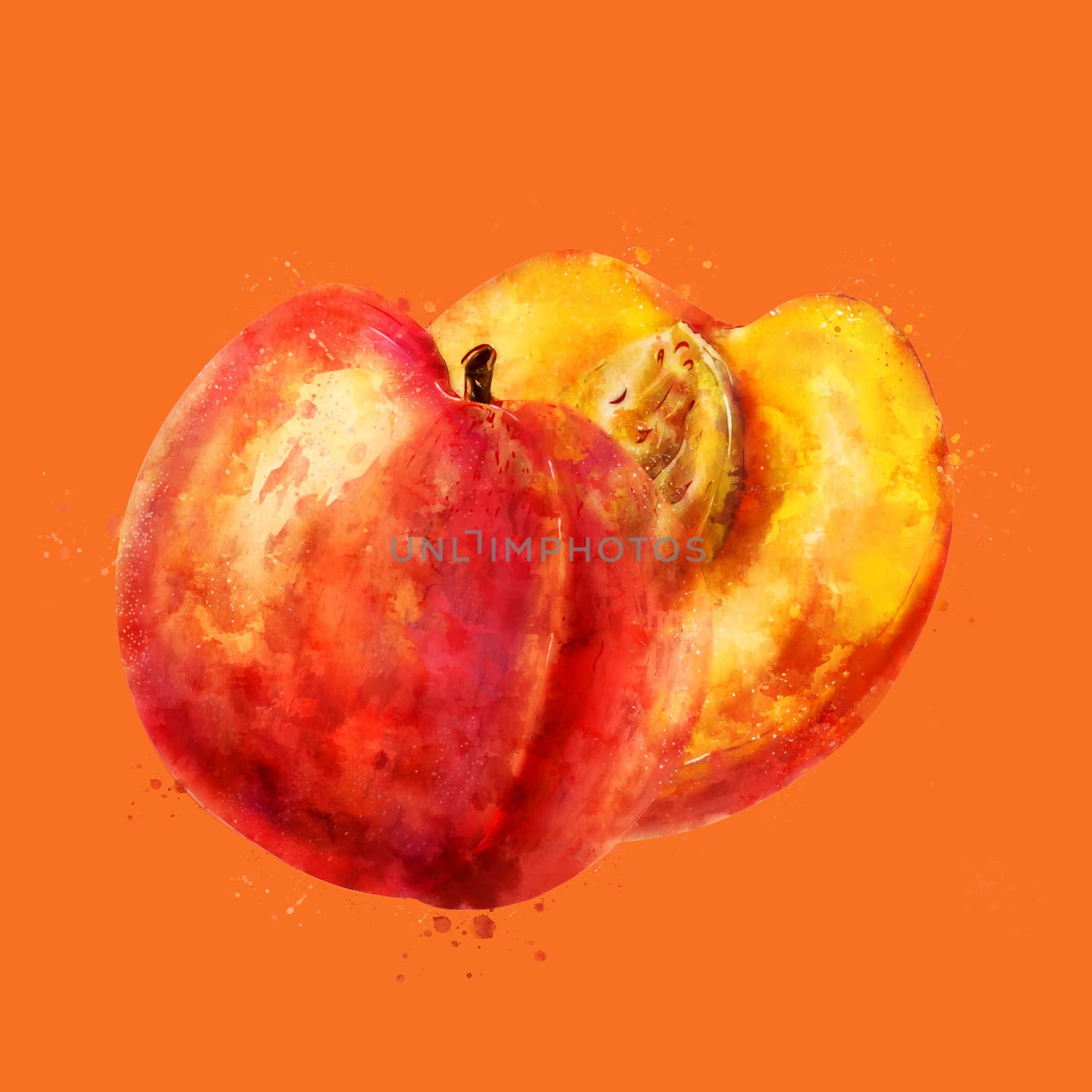 Peach on orange background. Watercolor illustration by ConceptCafe