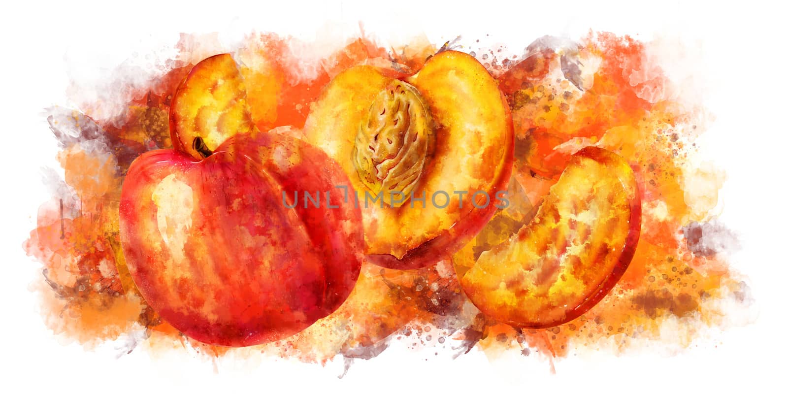 Peach on white background. Watercolor illustration by ConceptCafe