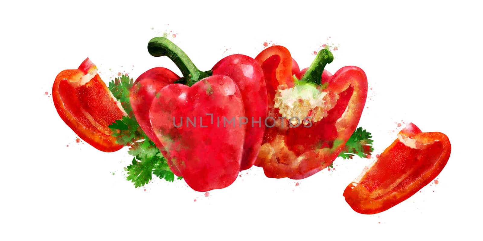 Red Pepper, isolated hand-painted illustration on a white background