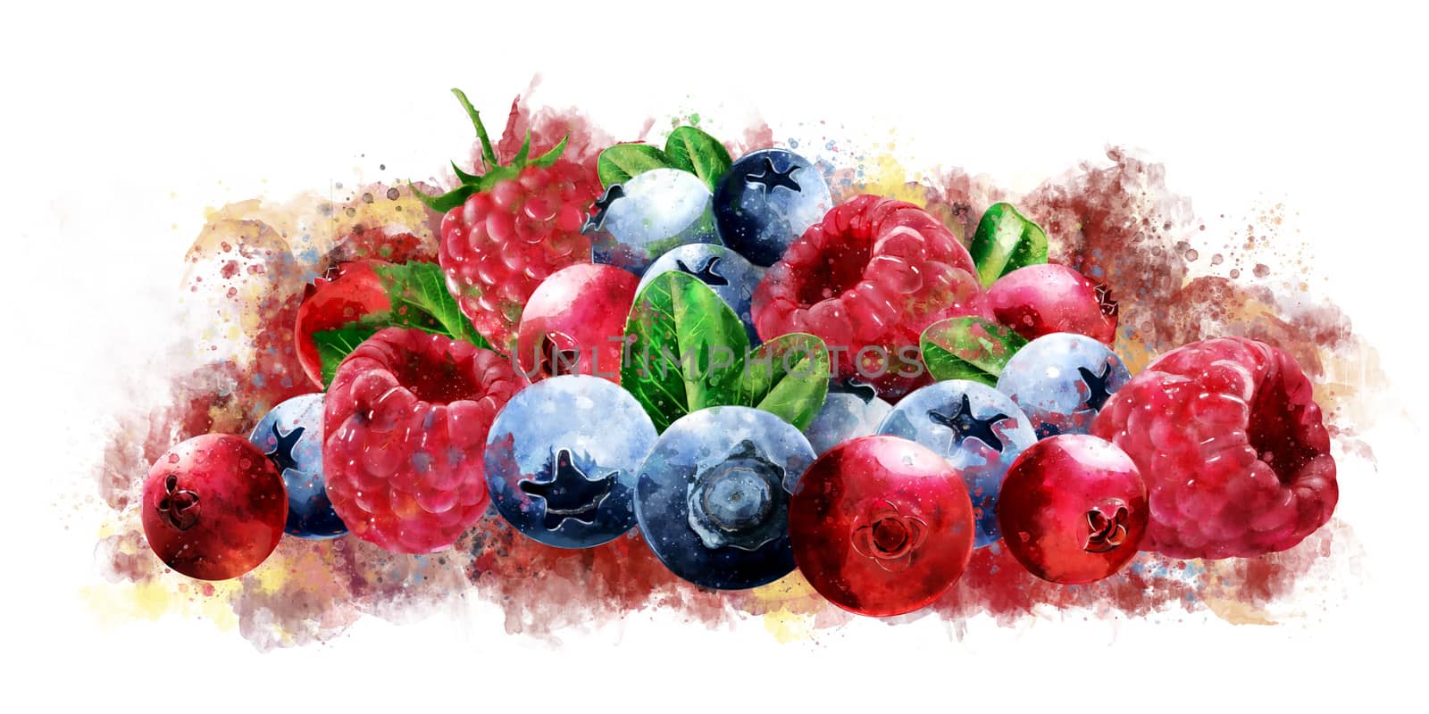 Raspberries, cranberries and blueberries on white background. Watercolor illustration by ConceptCafe