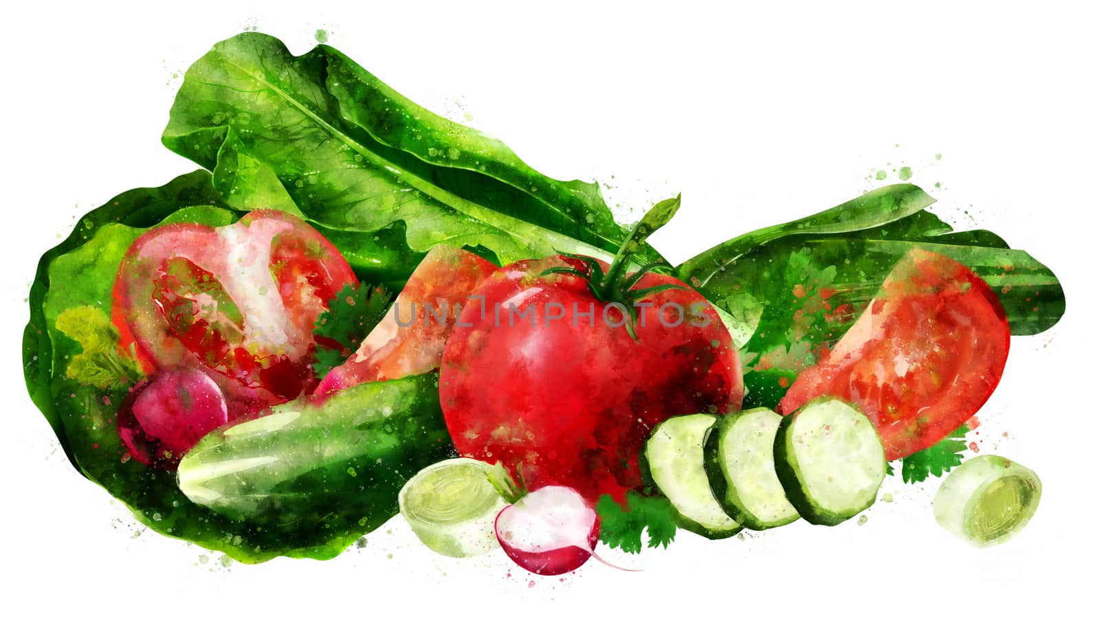 Tomato , cucumber and salad on white background. Watercolor illustration by ConceptCafe