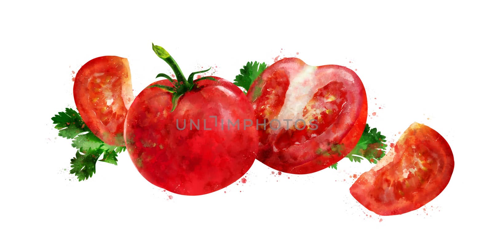 Tomato, isolated hand-painted illustration on a white background