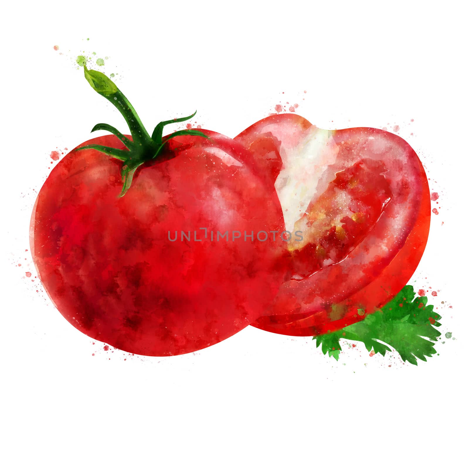 Tomato, isolated hand-painted illustration on a white background