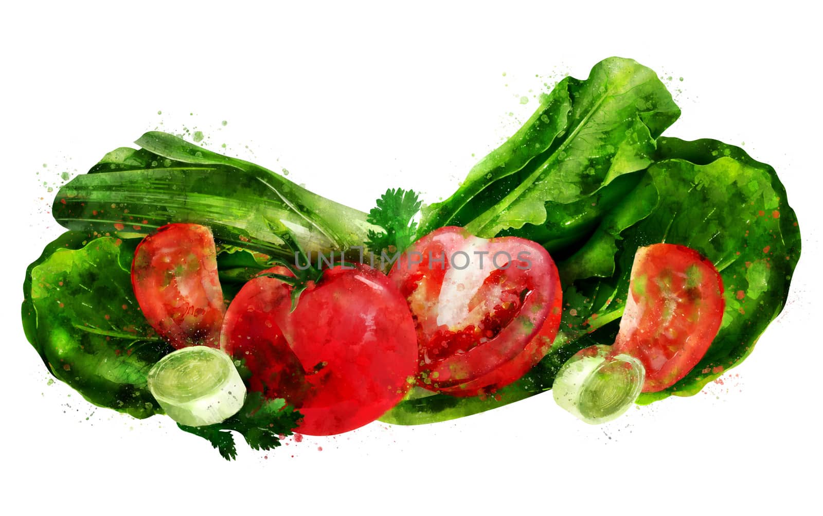 Tomato , cucumber and salad on white background. Watercolor illustration by ConceptCafe