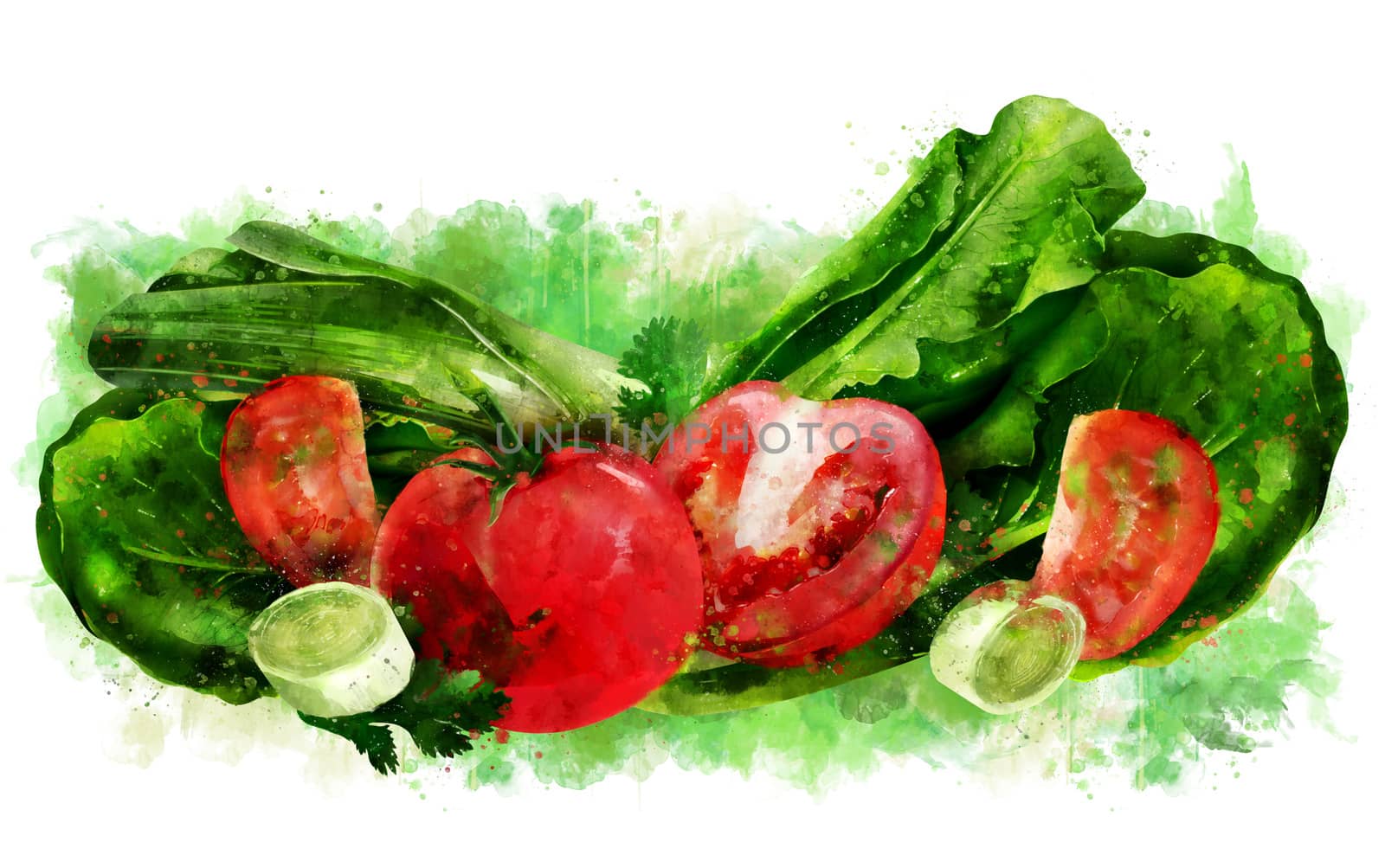 Tomato, cucumber and salad hand-painted illustration on a white background