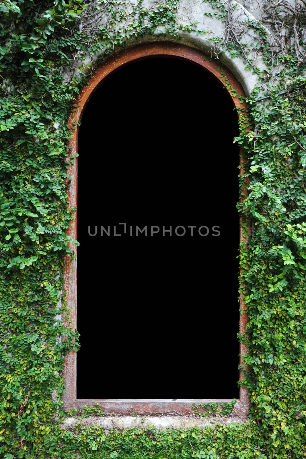 Ficus pumila covered on arched window, clipping path.