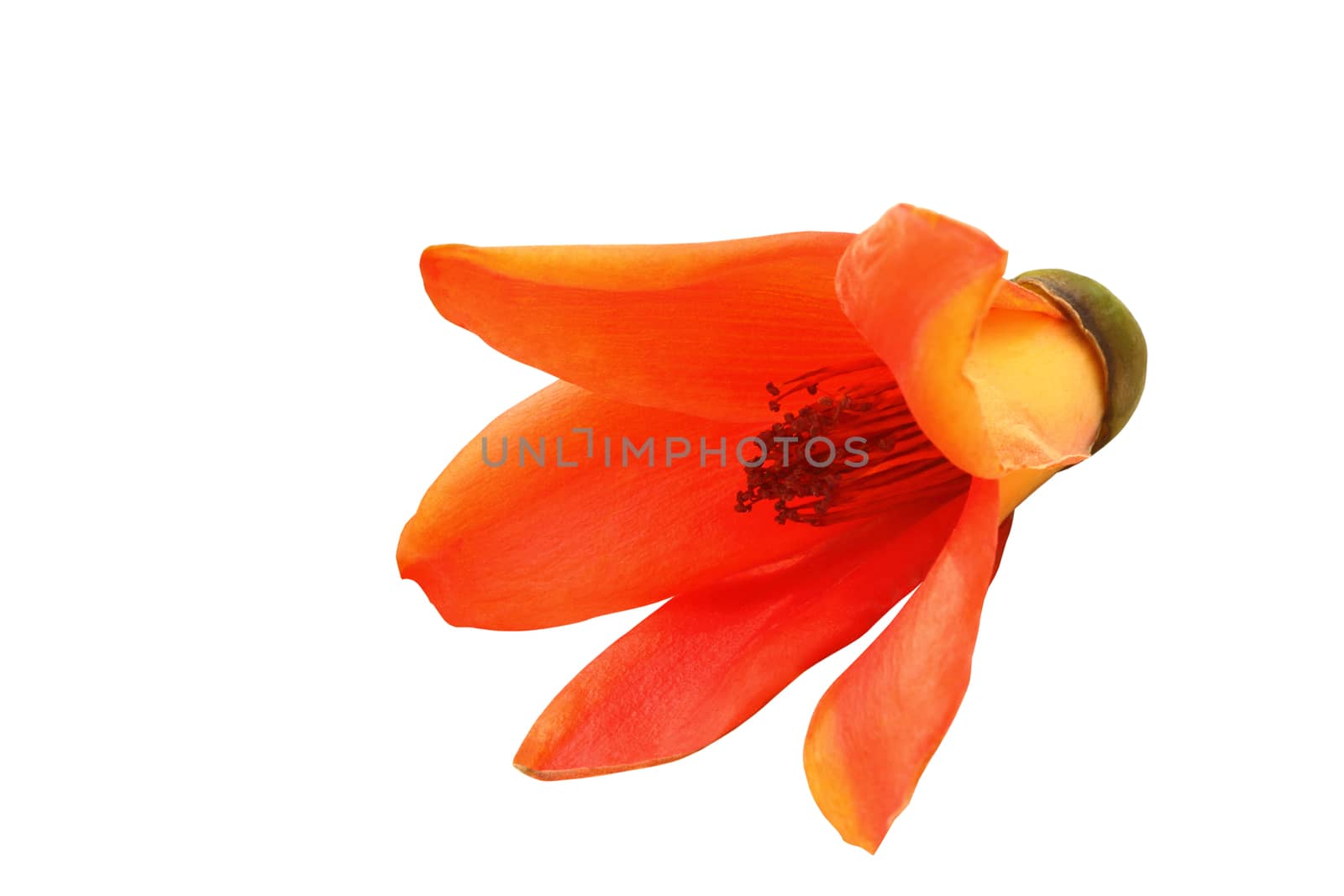 Red cotton tree or Shving brush isolated clipping path.