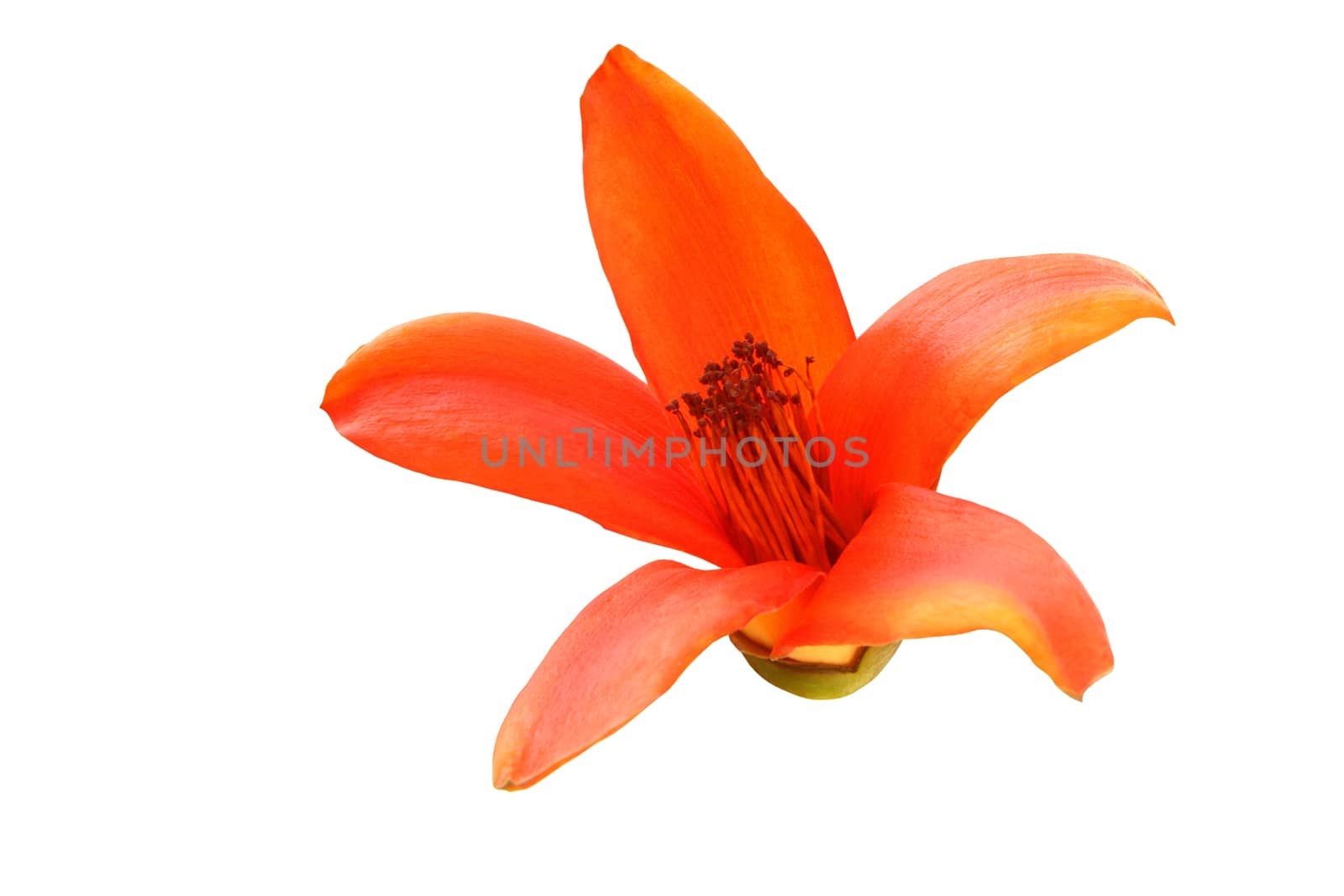 Cotton tree, Kapok tree, Red cotton tree, Silk cotton, Shving brush isolated clipping path.