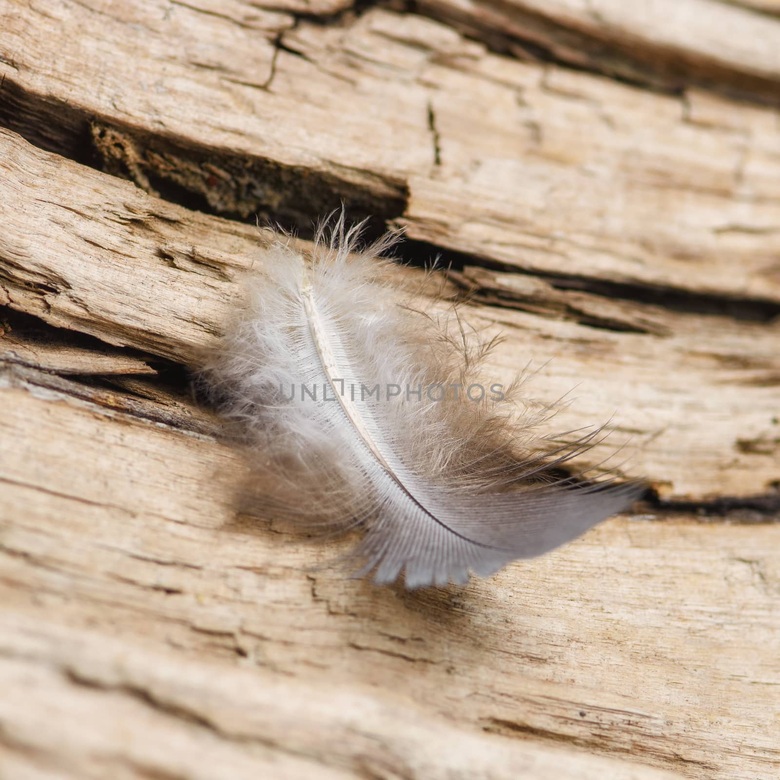 A bird`s feather lies on a piece of old wood, macro