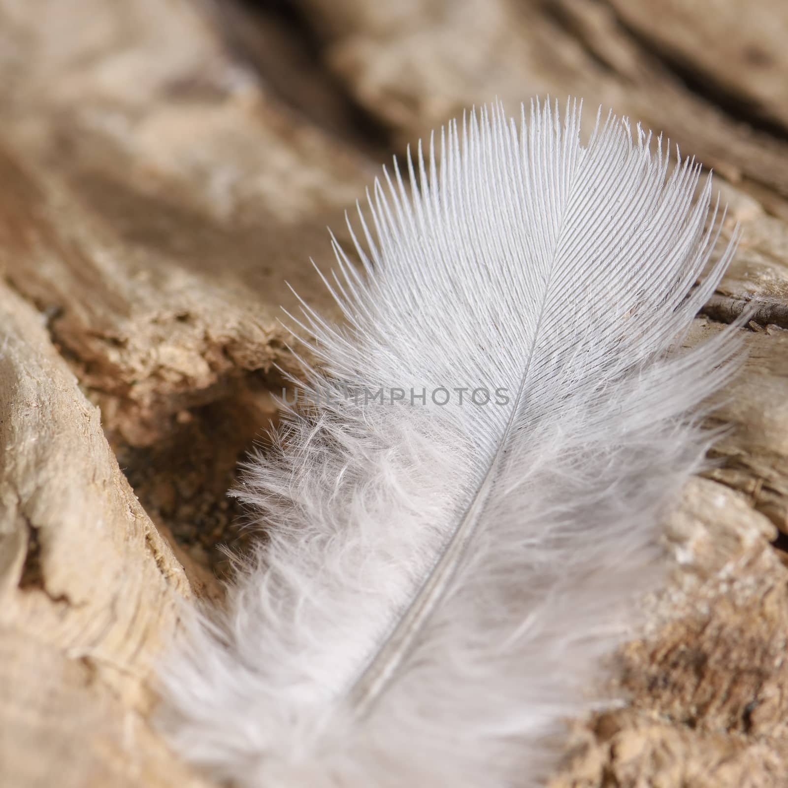 A bird`s feather lies on a piece of old wood, macro