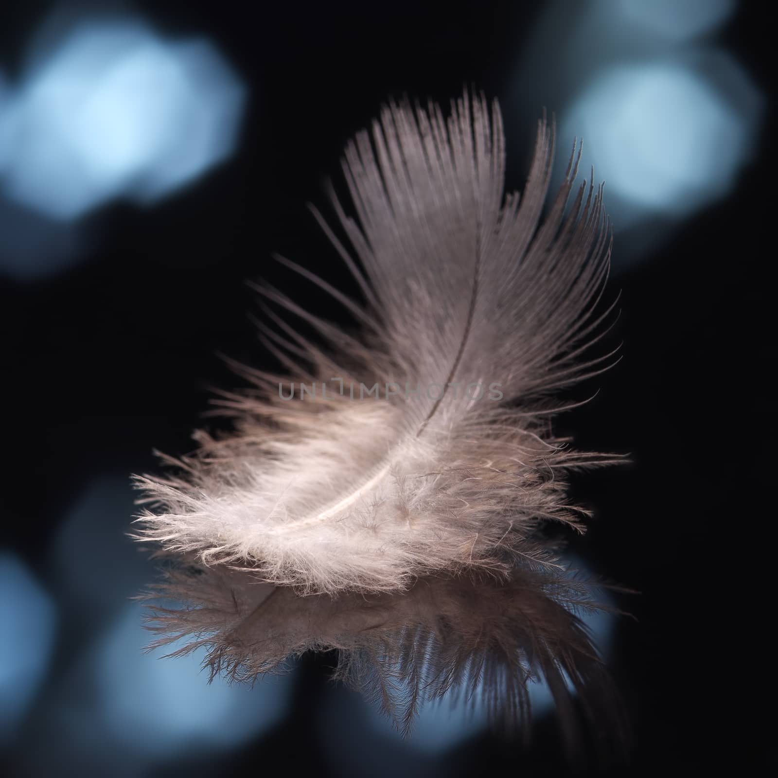 White bird feather on blue background close-up, macro, bokeh