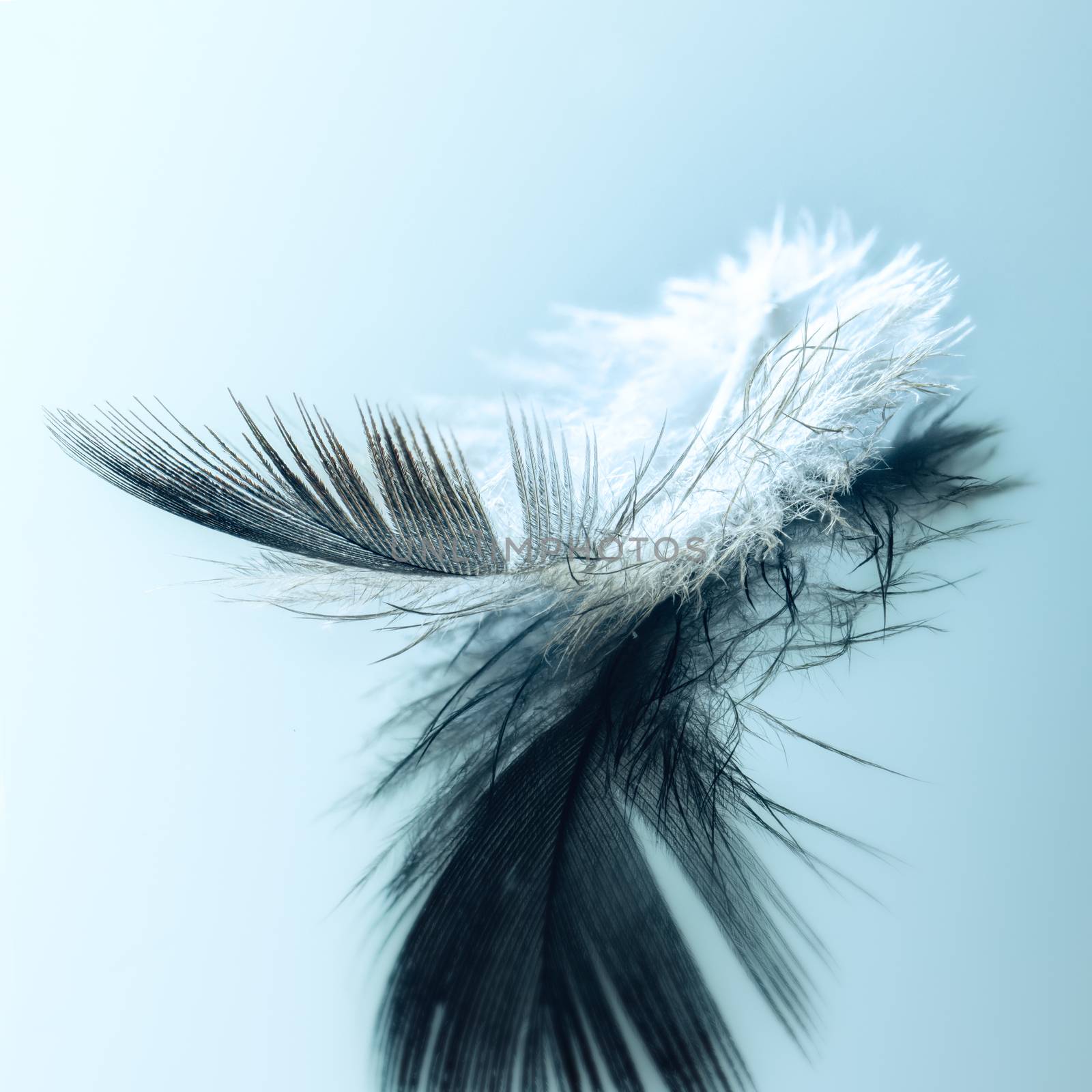 White bird feather on blue background close-up, macro, bokeh