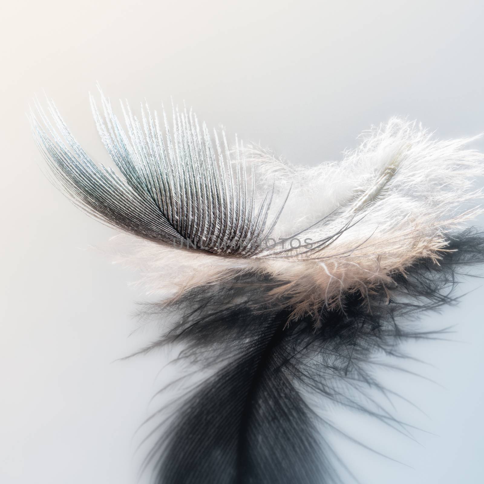 White bird feather on blue background close-up, macro, bokeh