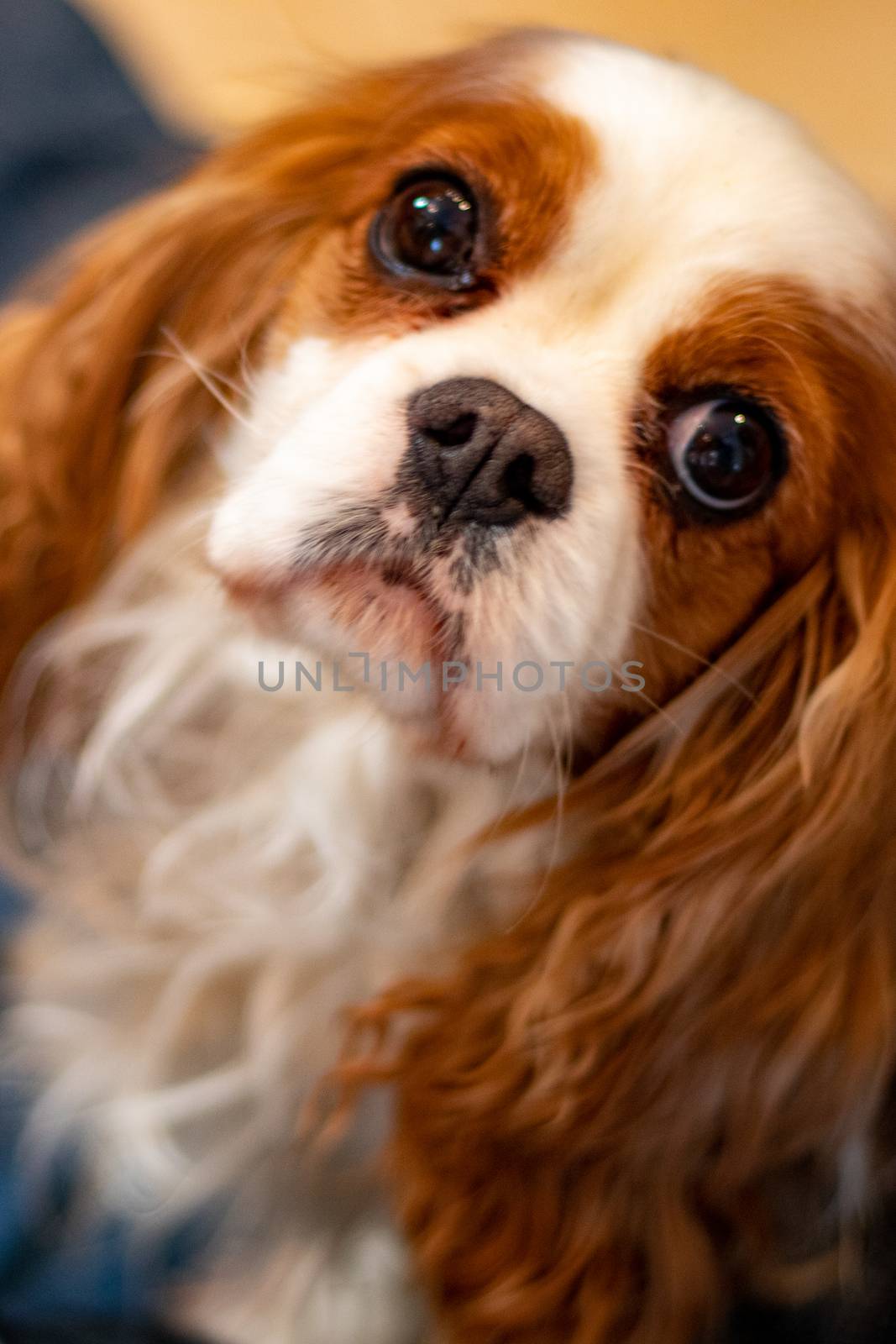 An adult Cavalier King Charles Spaniel with Blenheim coloring looks up inquisitively at the camera from below.