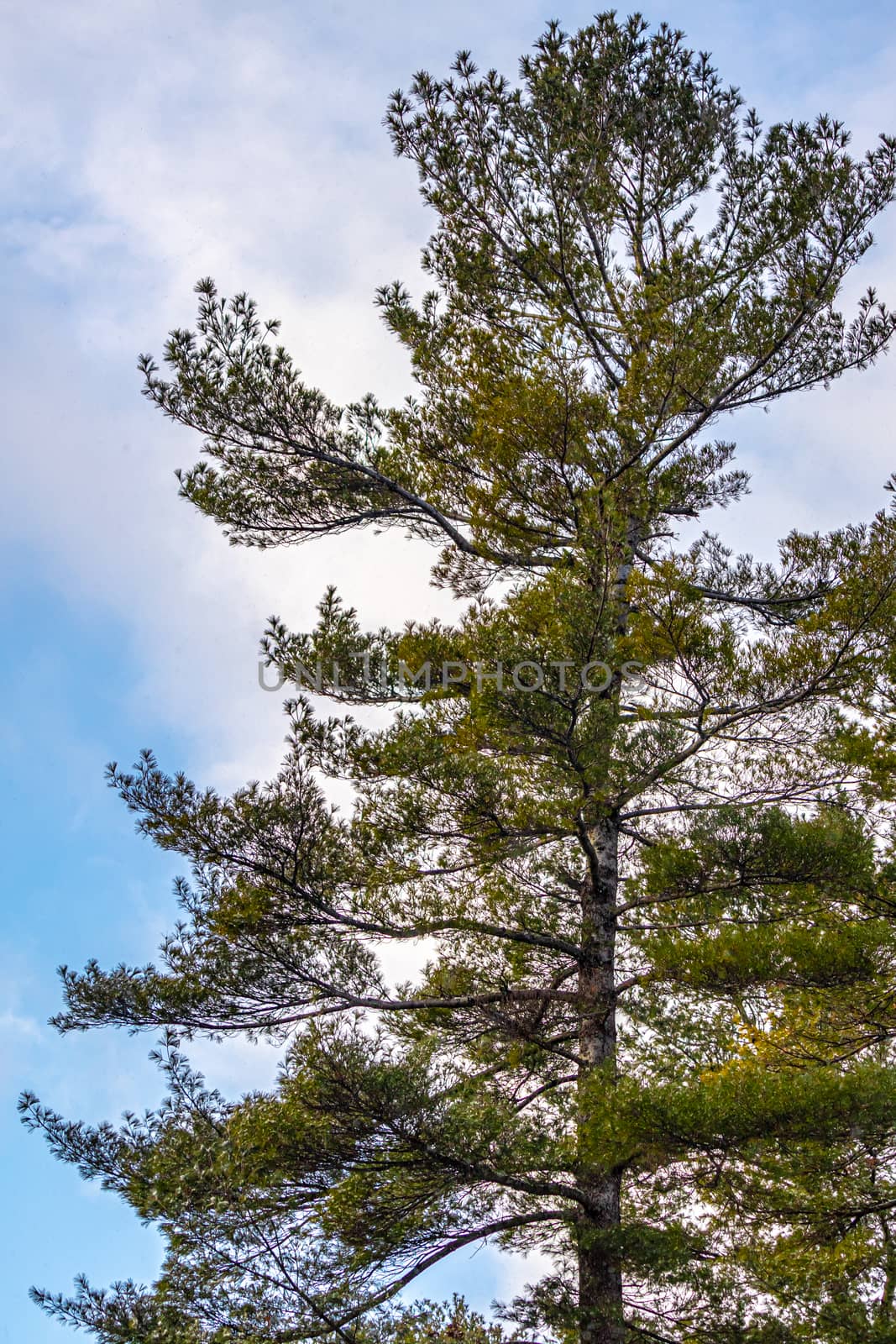 Pine Tree is Evergreen Against a Cloudy Blue Sky by colintemple