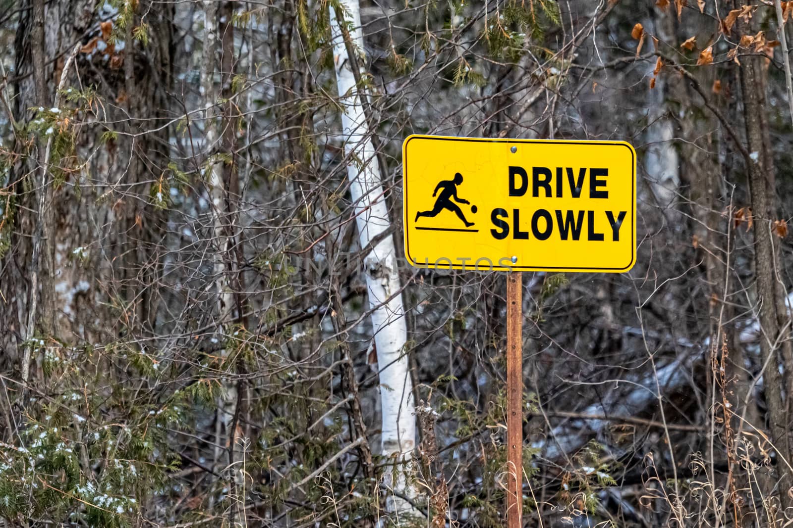 Out in cottage country, a sign on the side of a narrow road through the woods reads 'Drive Slowly' and depicts a playing child.