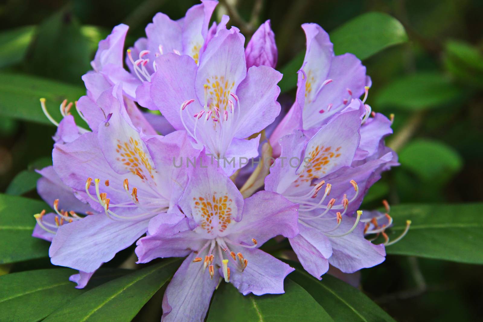 lilac rhododendron blooms in spring in Batumi, Georgia