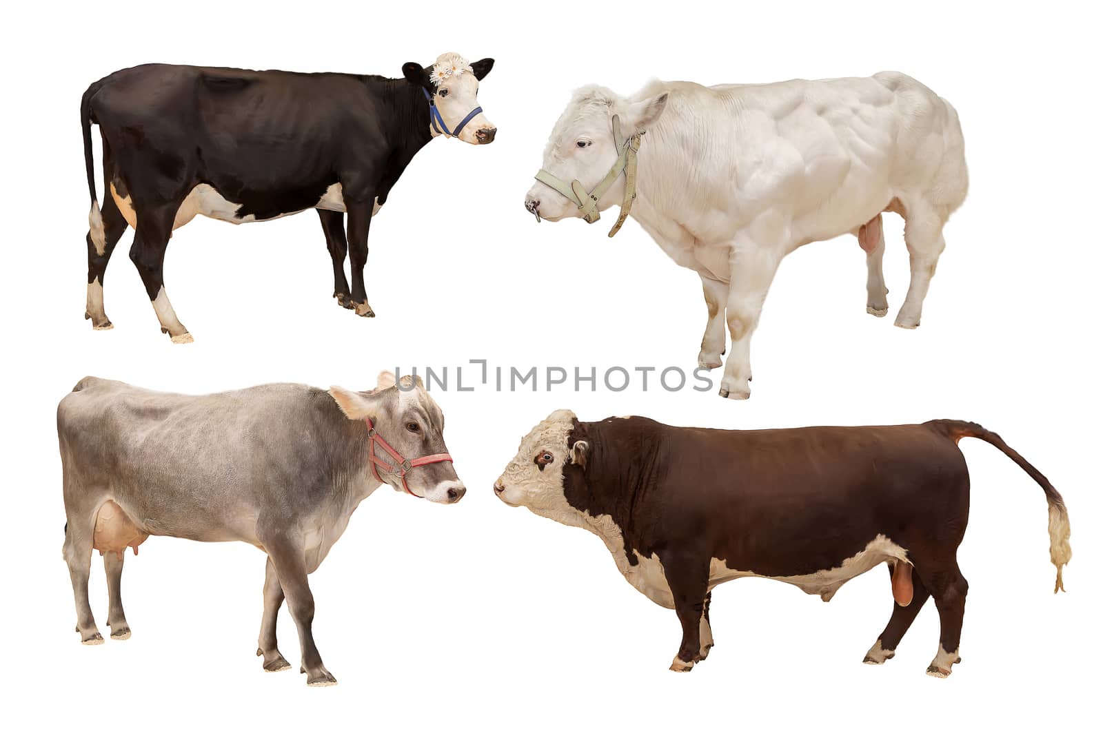 cow pet animal mammal four pieces isolated on white background, agriculture by dikkens