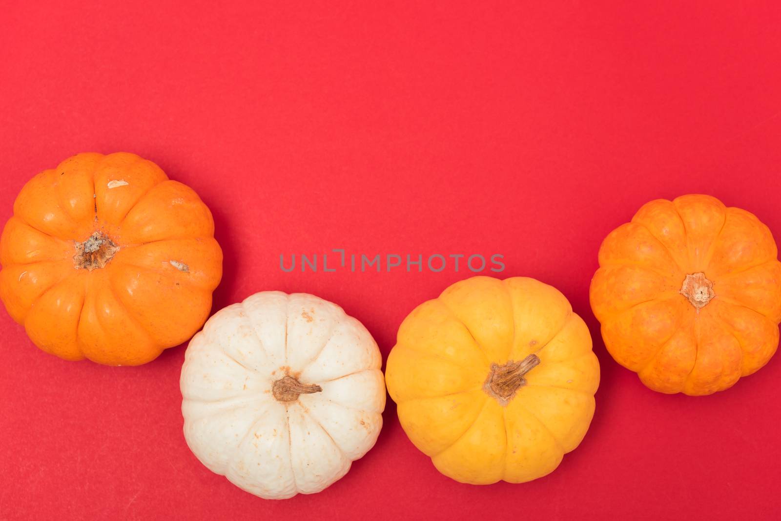 Halloween and Thanksgiving day pumpkins and leaves on red background with copy space for use