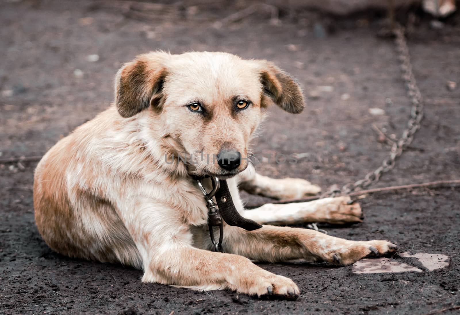 mongrel dog on a chain in a farm close up