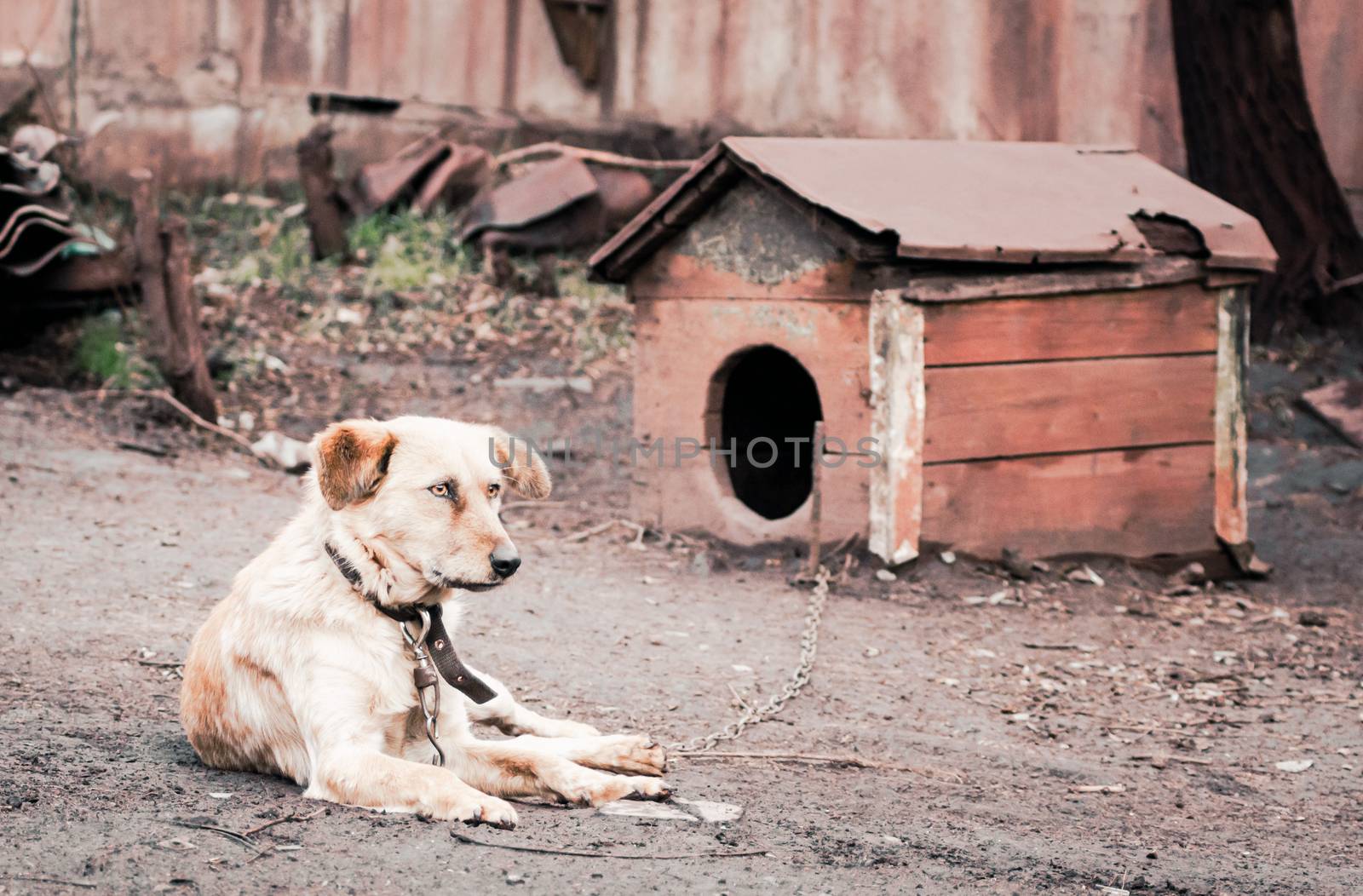 mongrel dog on a chain near a wooden doghouse on a farm old style photo