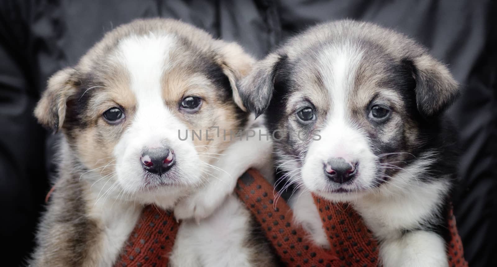 two little puppies in human hands close up