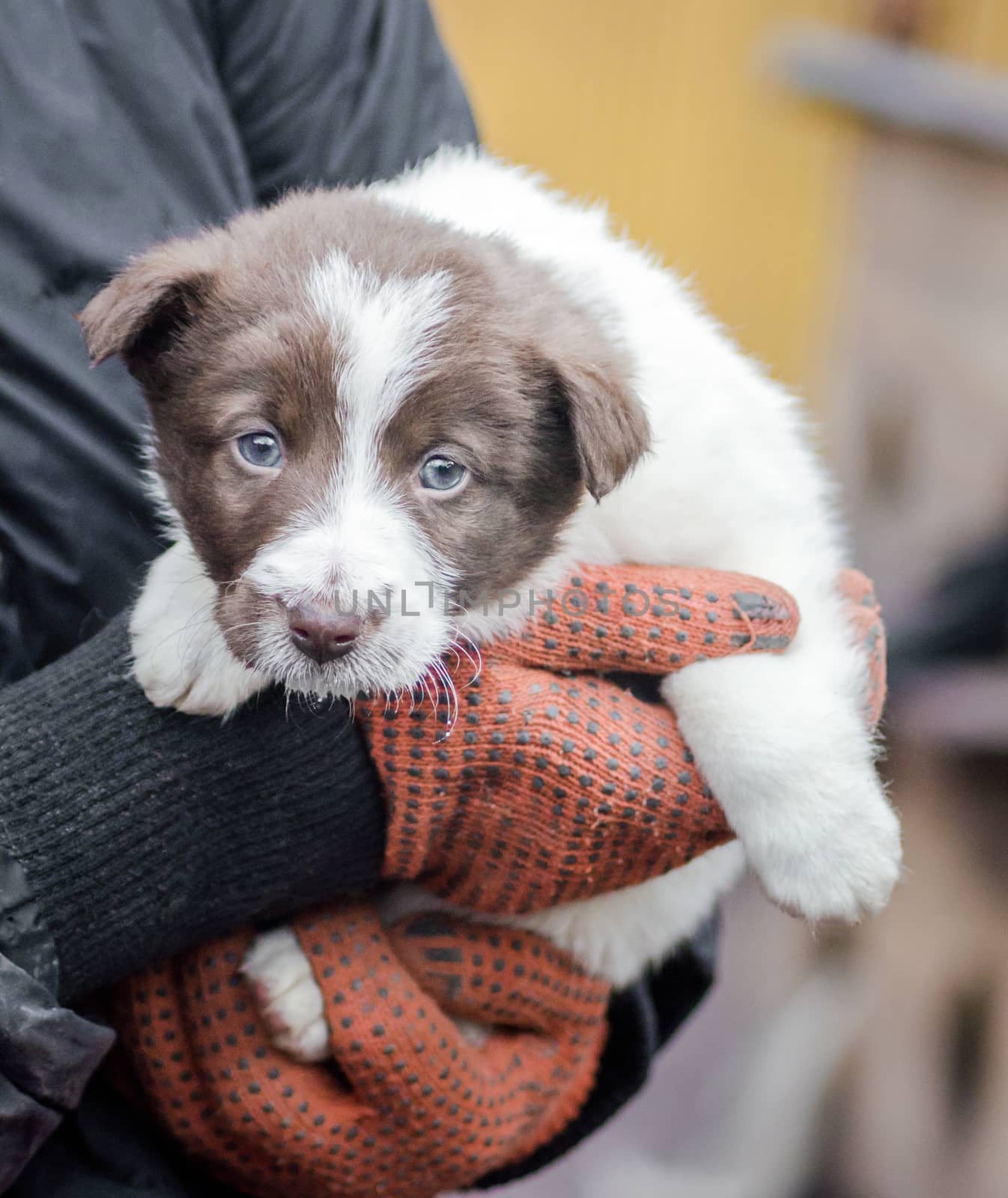 little puppy in human hands close up