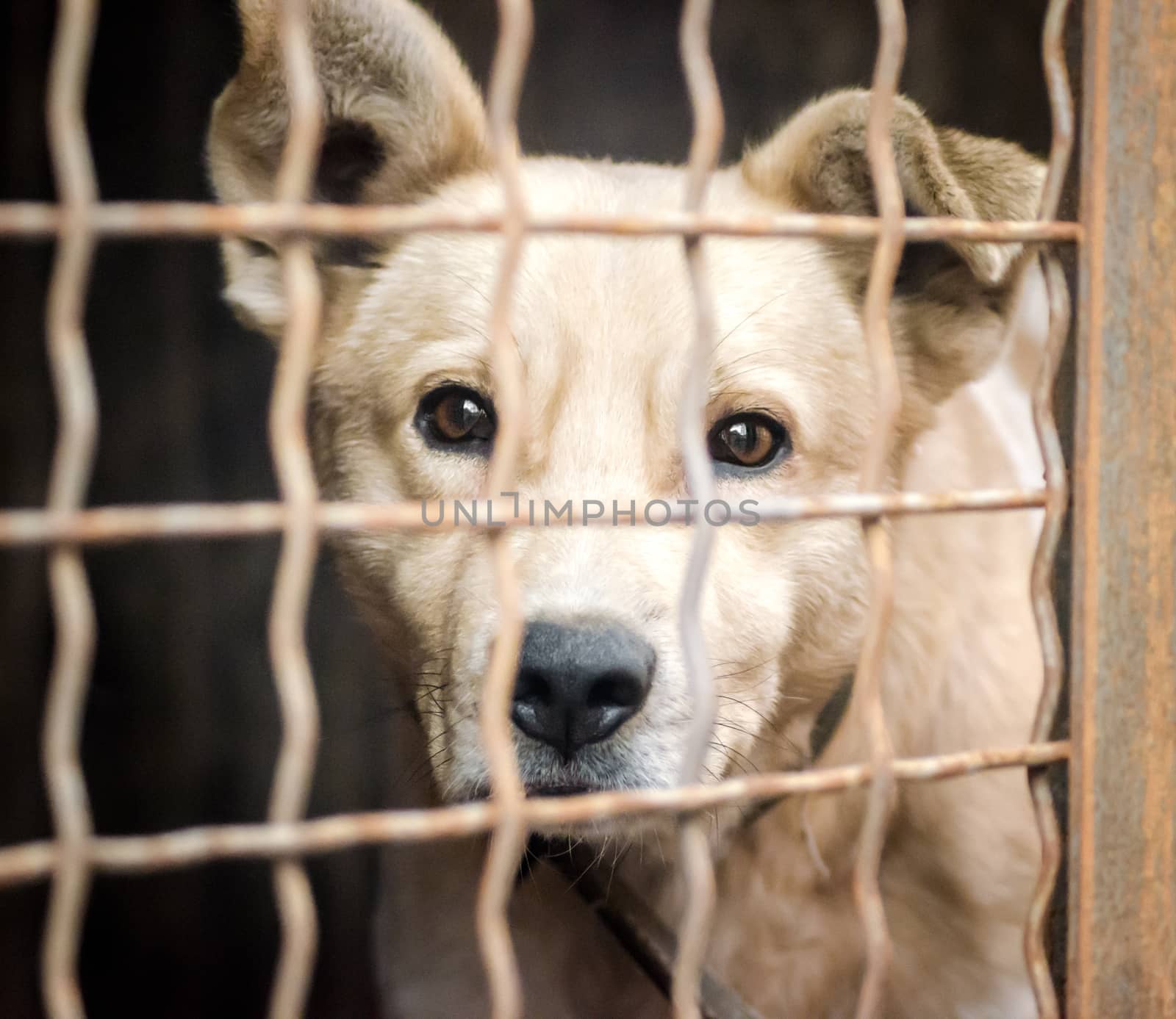 purebred puppy muzzle behind bars in a shelter close up
