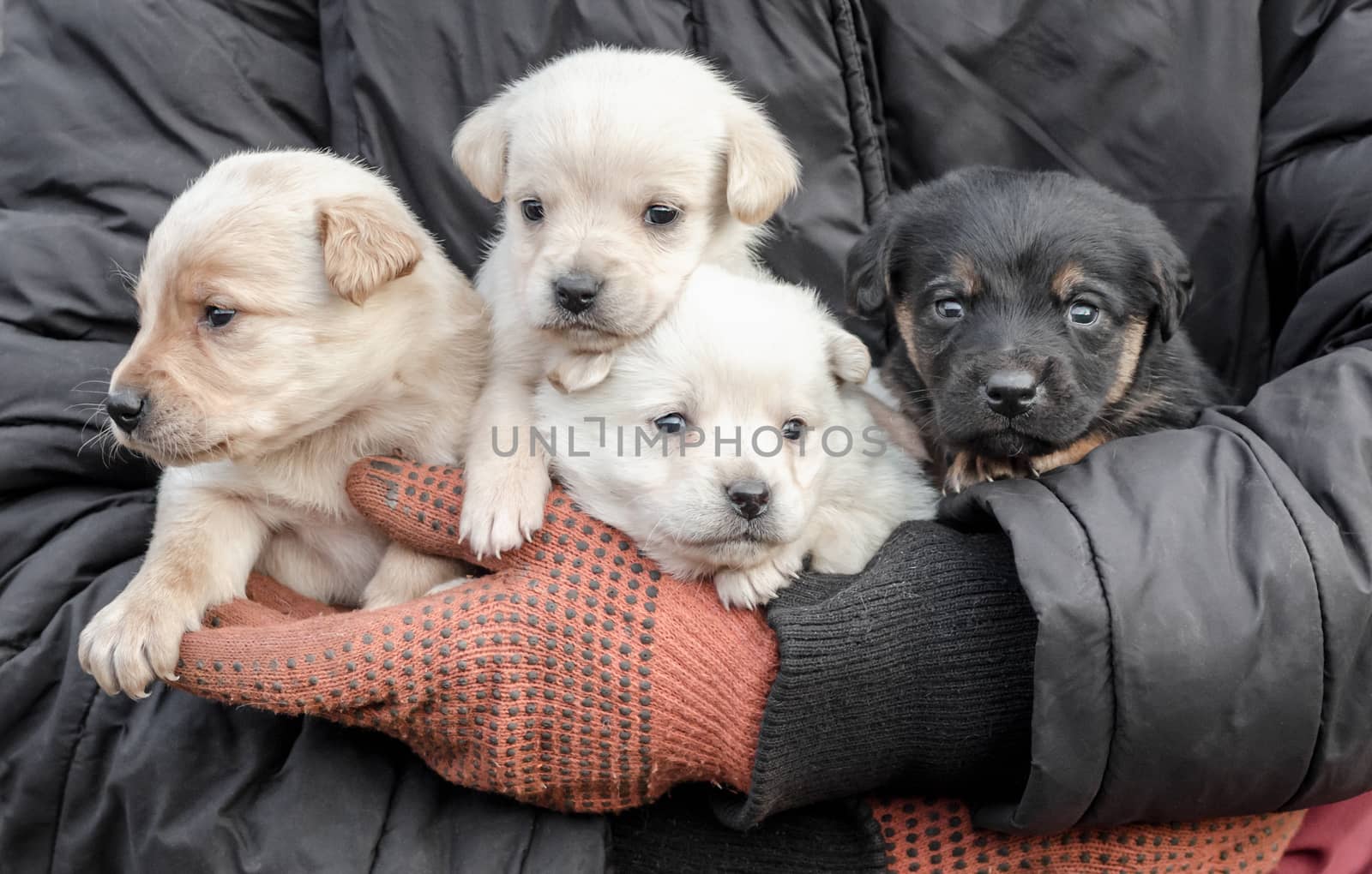 bunch of four little puppies in human hands close up