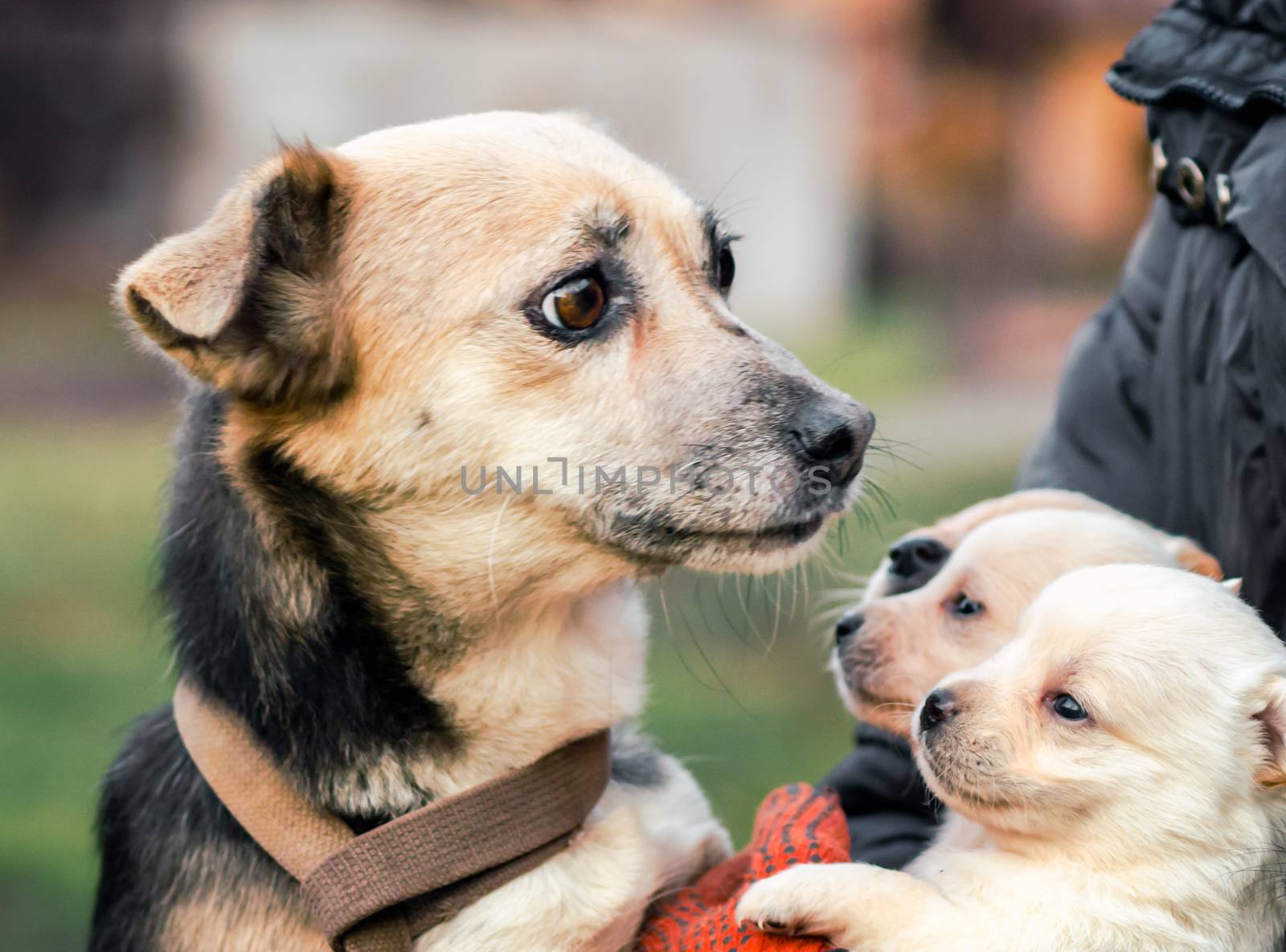adult dog and puppies in the hands of a man close up