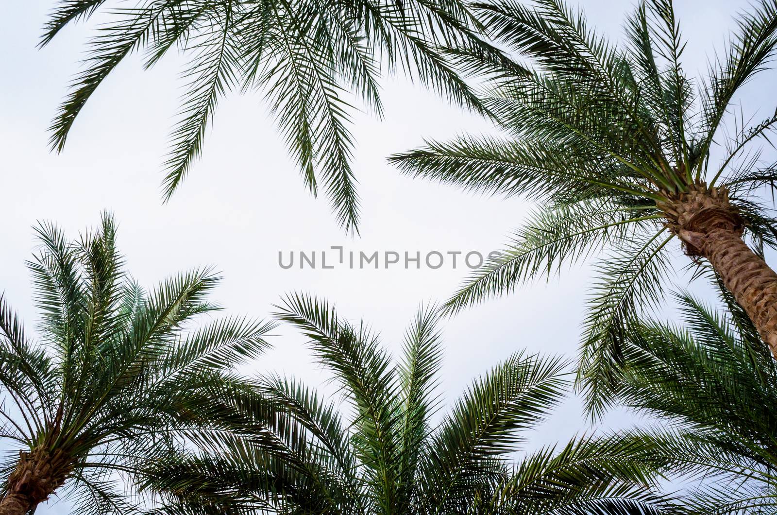 bottom view of palm branches and blue sky tropical background