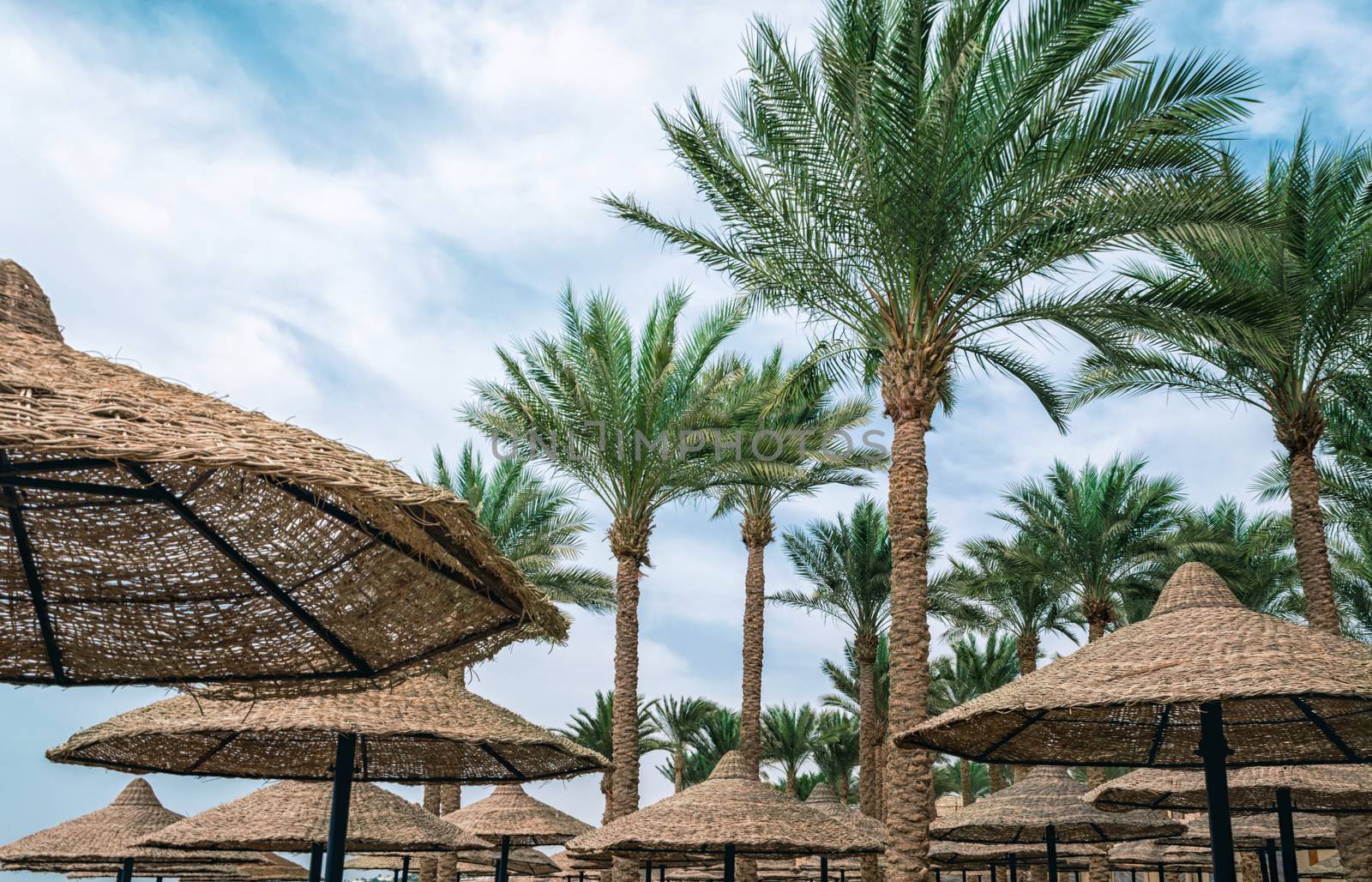 tall palm trees and wicker beach umbrellas in egypt tropical background without people