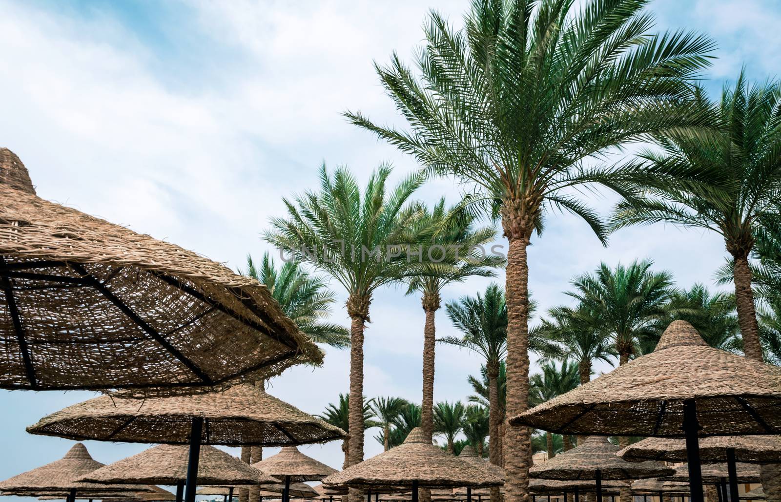 tall palm trees and wicker beach umbrellas in egypt tropical background without people