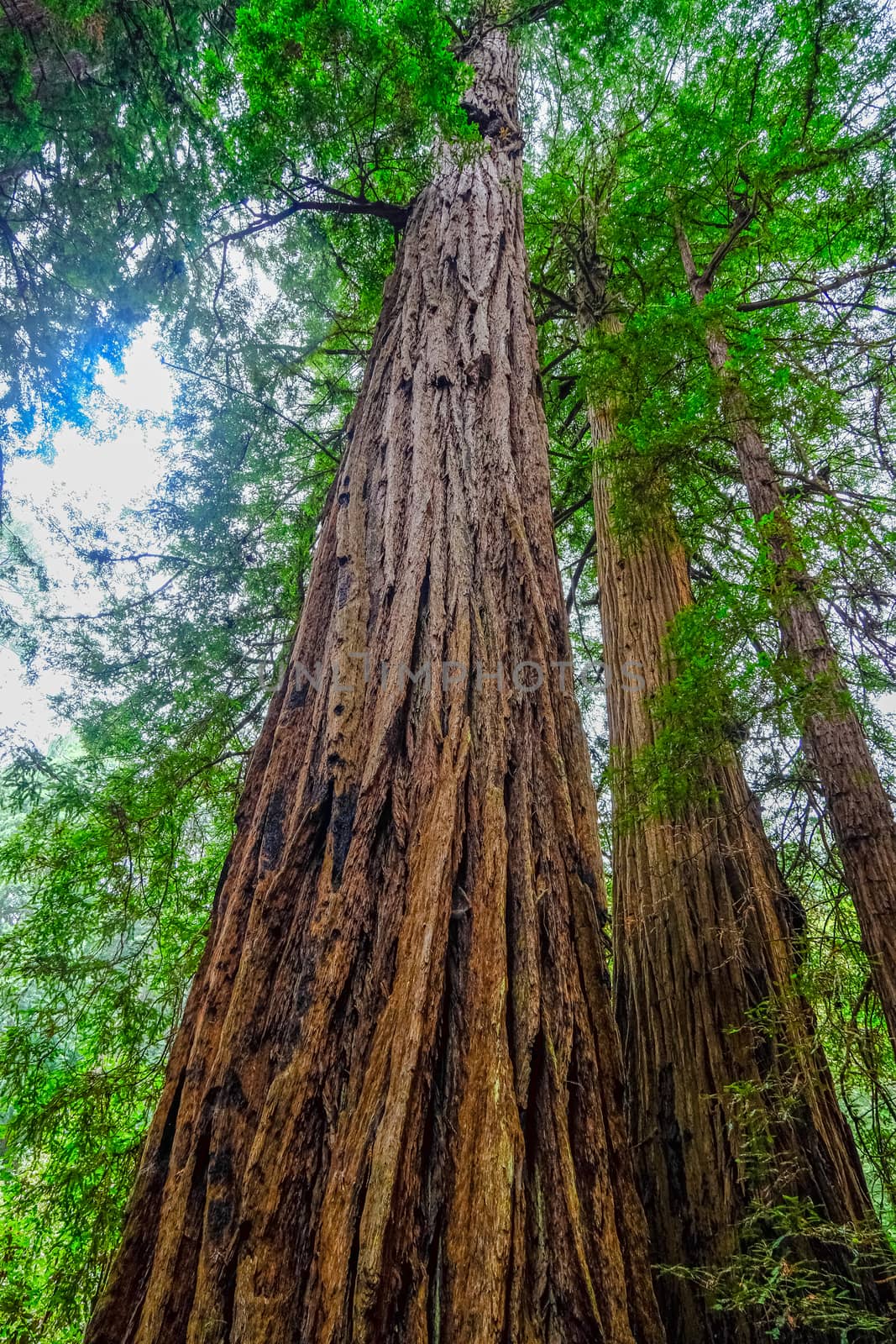 Redwood Tree Rising into Sky in Muir Woods
