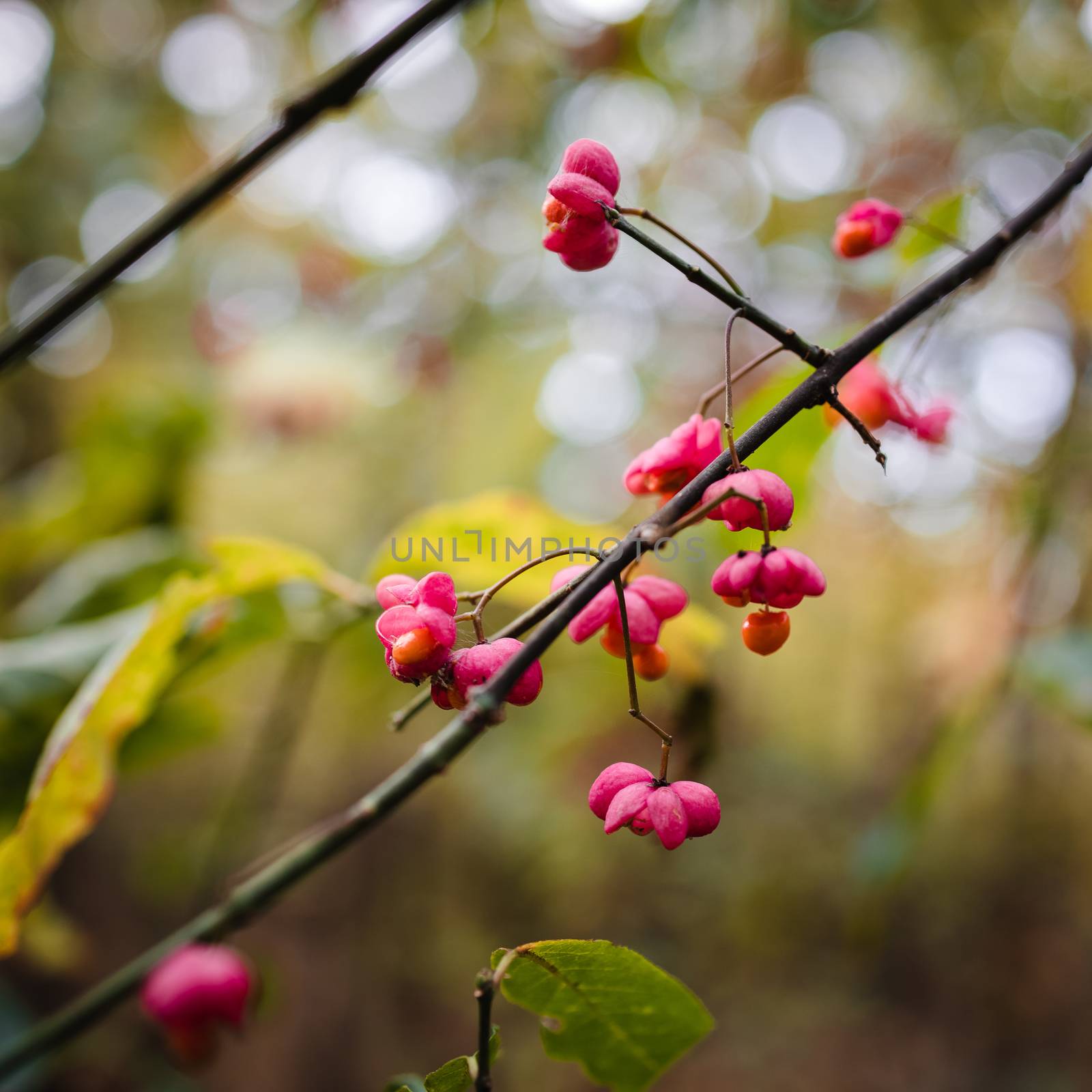 Pink autumn forest berries, closeup in blur.