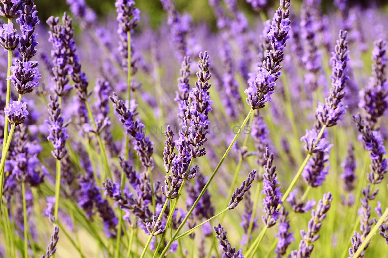 Image shows a lavender field in the region of Provence, southern France