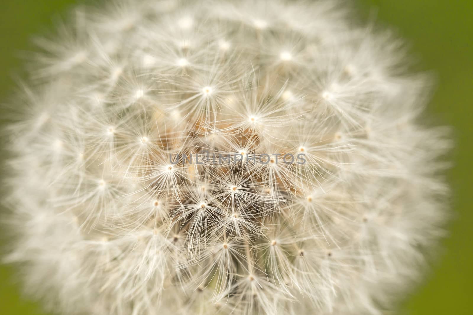 Dandelion head with seeds, Taraxacum officinale, close up