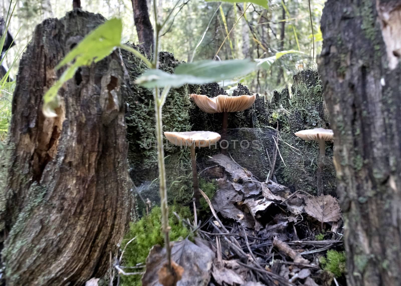 several young mushrooms grow near the roots of the tree