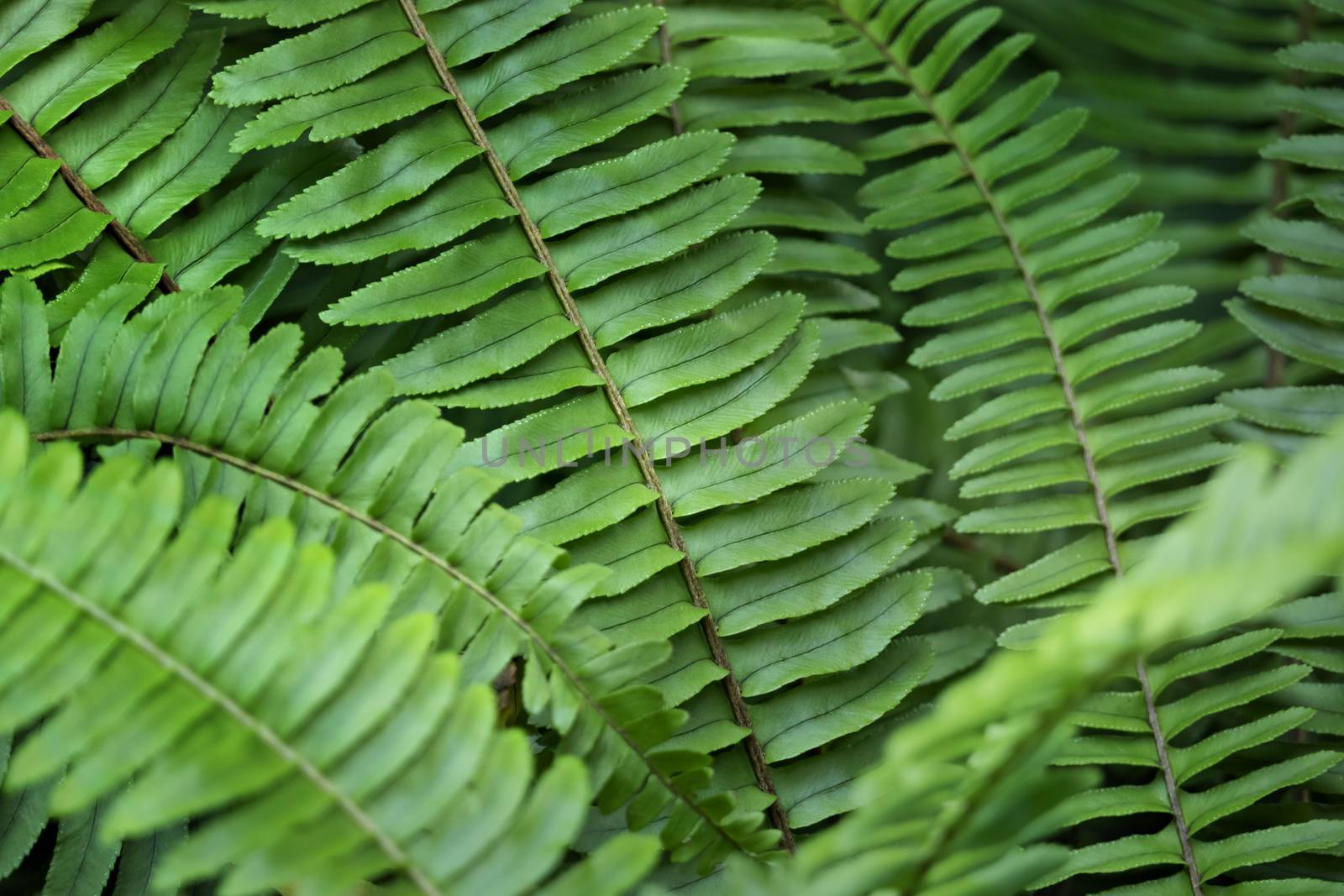 close up of natural green fern in the forest