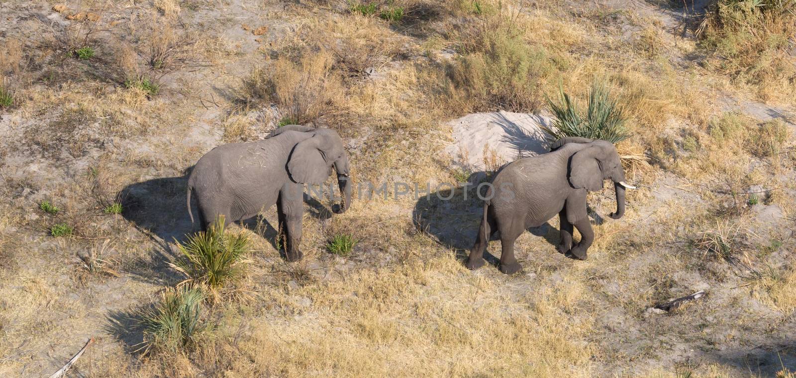 Elephants in the Okavango delta (Botswana), aerial shot