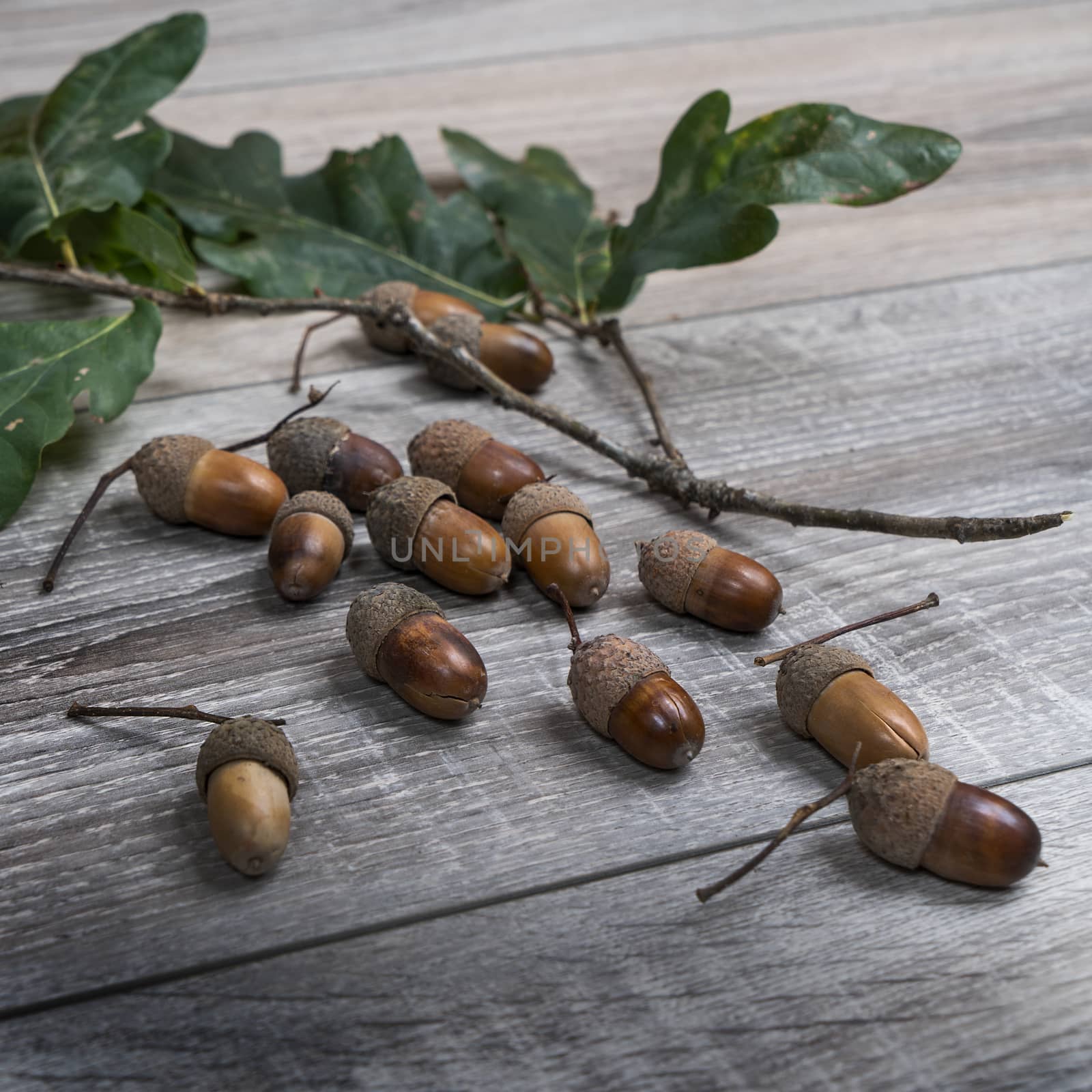 some acorns on a wooden table
