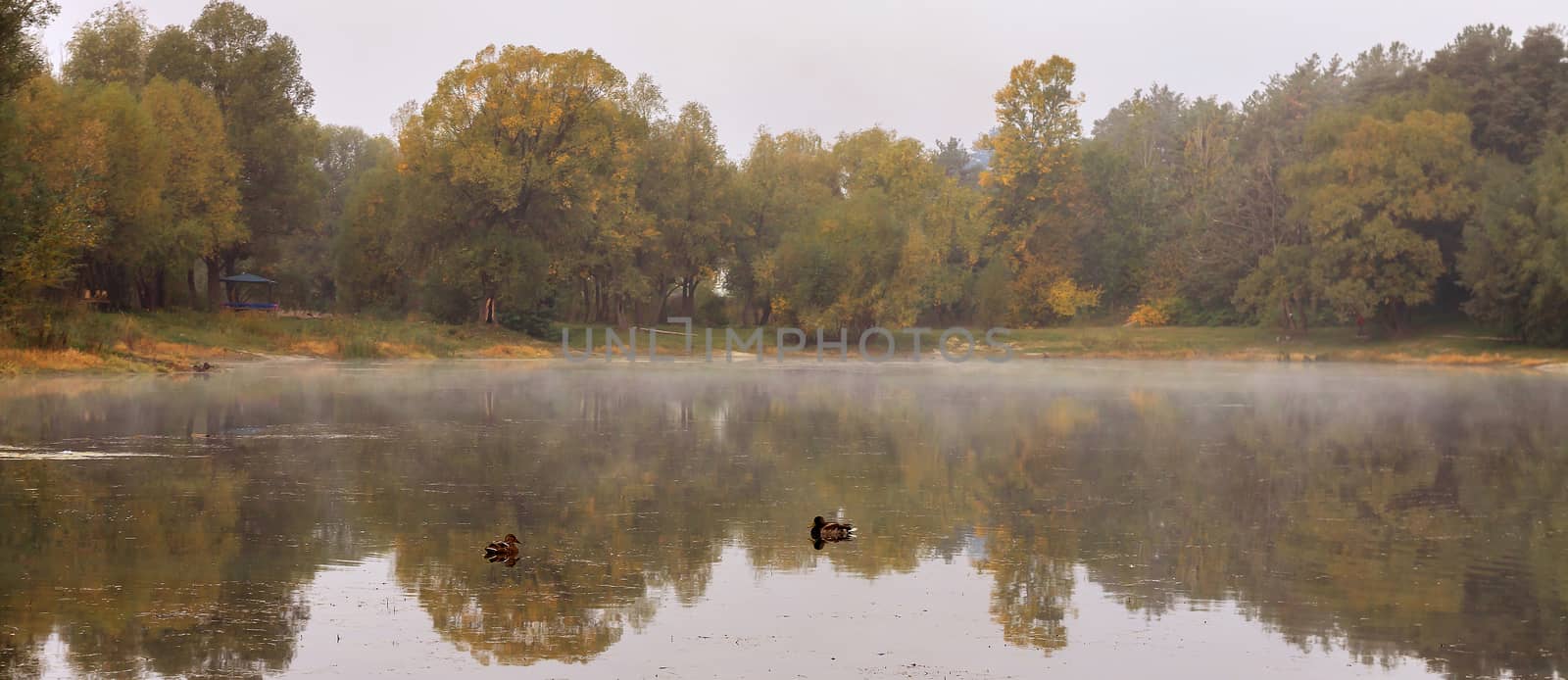 Landscape wild ducks swim over a forest lake against the backdrop of autumnal yellow-orange-green trees. Reflected, as in a mirror. Copy space.